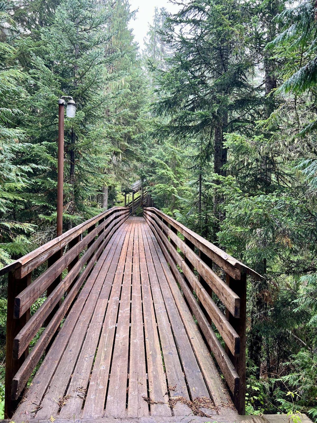 Footbridge leading into the old-growth forest
